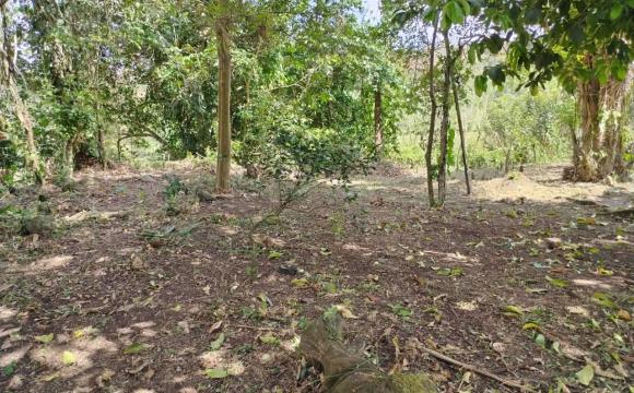 Lote Turrialba